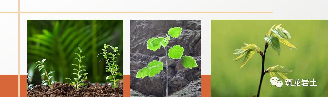 常见边坡坡面防护设计,你真的搞懂了吗?的图9